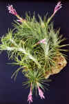 Tillandsia.tenuifolia.jpg (72489 bytes)