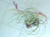 Tillandsia_butzii.jpg (16183 bytes)